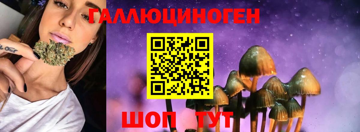 Галлюциногенные грибы Psilocybe Сосновый Бор